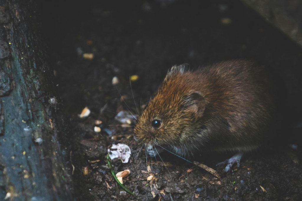 différences entre les rats, les souris, les mulots